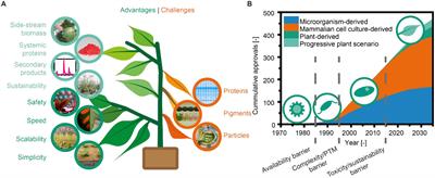 Plant Molecular Farming – Integration and Exploitation of Side Streams to Achieve Sustainable Biomanufacturing